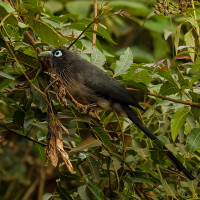 Blue-faced Malkoha